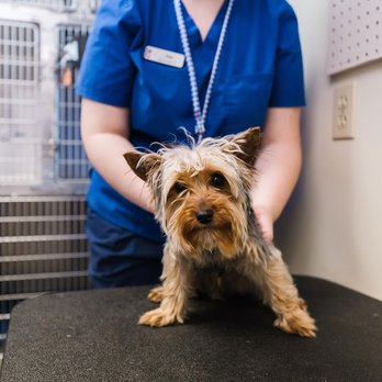 CareVet of Collierville - Veterinarians Near Me - Collierville, Tennessee CareVet of Collierville - Veterinarians Near Me - Collierville, Tennessee