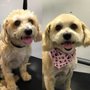 Photo of Gizmo Pet Spa