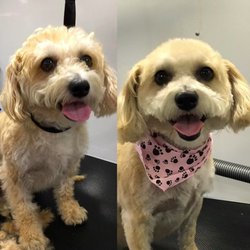 Gizmo Pet Spa