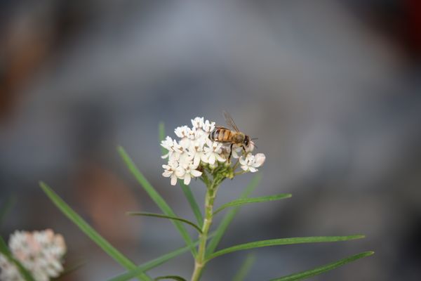 Reid Park Zoo by null