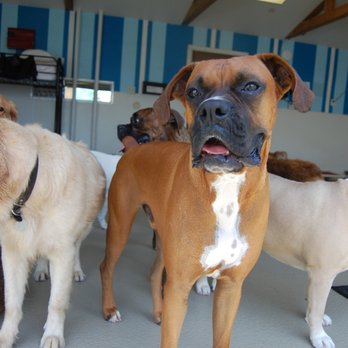 The Bone Adventure - Pet Groomers Near Me - Costa Mesa, California The Bone Adventure - Pet Groomers Near Me - Costa Mesa, California