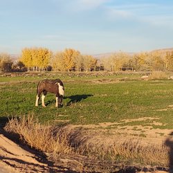 Whispering Trails Equestrian Center - Life is good here if you're a horse.