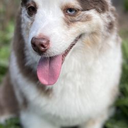 Johnson’s Wine Country Poodles - Echo - miniature Australian Shepherd