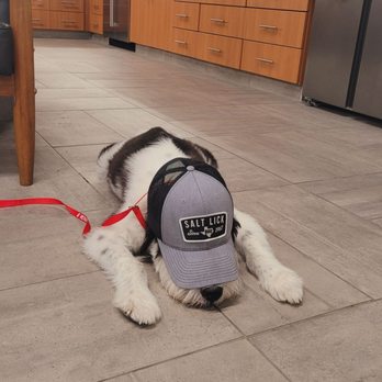 VEG ER for Pets - Coop taking a Snooze - Emergency Pet Hospital Near Me - Austin, Texas