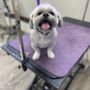 Fur Mama Grooming