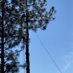 Removing two 100'+ trees, each limb goes down the ropes to where they want it, instead of just dropping them