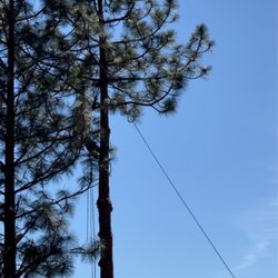 HV Tree Care - Removing two 100'+ trees, each limb goes down the ropes to where they want it, instead of just dropping them