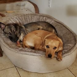 McCurdy Animal Hospital