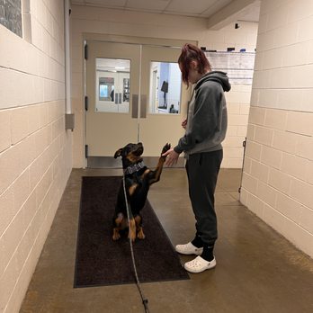 Green Beagle Lodge - A shake for Tara, trainer. - Pet Groomers Near Me - Chapel Hill, North Carolina