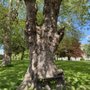 Photo of King's Inn Park
