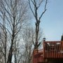 Linne's Tree Service