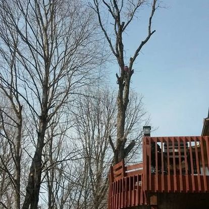 Linne's Tree Service - tree service in Springfield, IL