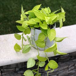 The Green Place - Neon Pothos repotted into a White Pot