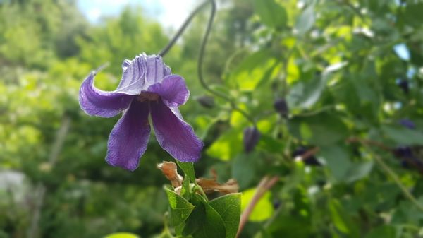 Trauttmansdorff Gärten by null