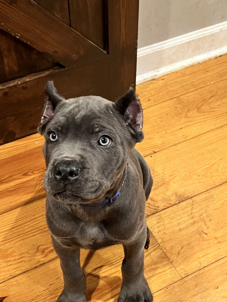 PAW CITY KENNEL Request Consultation 37 Photos 665 S Pear Orchard