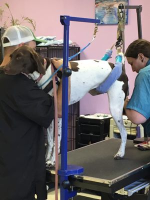 Wash Your Paws Pet Grooming