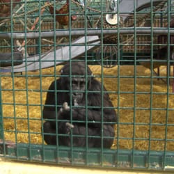 Howletts Wild Animal Park