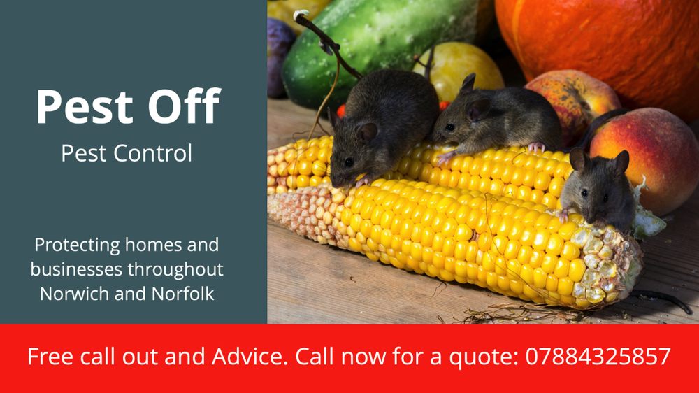 PEST OFF PEST CONTROL FOR NORWICH & NORFOLK Pest Control 33 Oaks