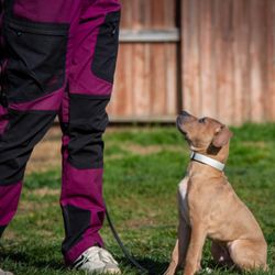 K9 Courage - Pitbull Puppy Training Calm Attentive Sit