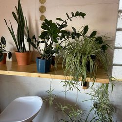 Cha Community - Live plants are always good.