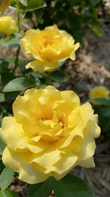 Ritter Park Rose Garden by null