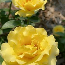 Ritter Park Rose Garden - Roses