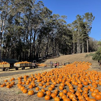 Rancho Siempre Verde - Christmas Trees Near Me - Pescadero, California Rancho Siempre Verde - Christmas Trees Near Me - Pescadero, California