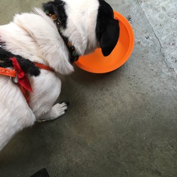 Eureka! - Table-side water bowls for dogs (on the patio) - American Near Me - Indian Wells, California