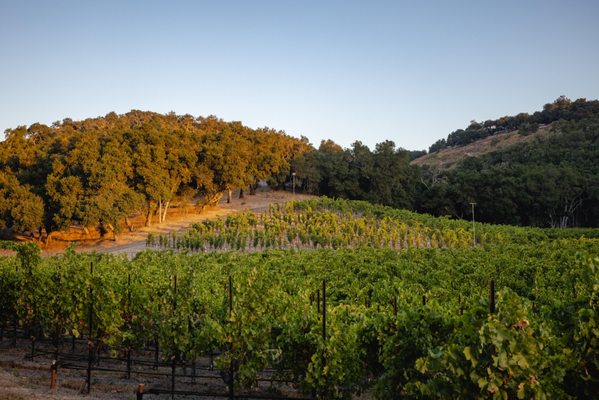 Levo Wine by null