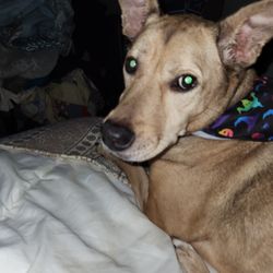 Liverpool Animal Health Center - Azyah