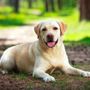 Photo of MyLabrador