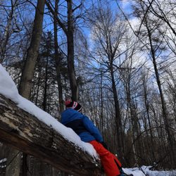 Pinhey Forest