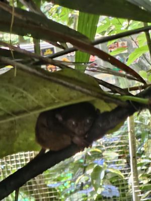 Philippine Tarsier Sanctuary by null