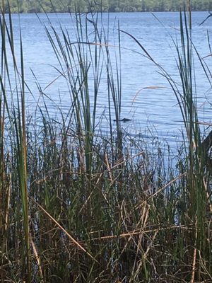 The Nature Conservancy's Disney Wilderness Preserve by null