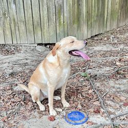 Fairhope Dog Park - Plenty of room to play frisbee!!