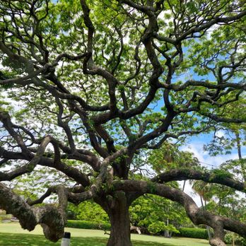 Moanalua Gardens - breathtaking monkeypod trees - Parks Near Me - Honolulu, Hawaii
