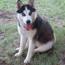 Arizona Tenants Advocates & Association - Mellow the office dog