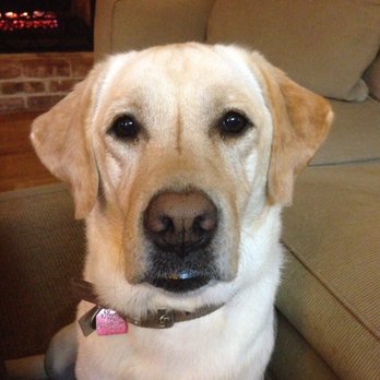 dog dermatologist near me