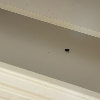 Oglebay Park Resort - Dead bug in the bathroom drawer - Parks Near Me - Wheeling, West Virginia