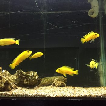 Aquarium Concepts - Pet Stores Near Me - Shreveport, Louisiana Aquarium Concepts - Pet Stores Near Me - Shreveport, Louisiana