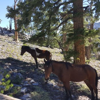 Bristlecone Trail - Hiking Near Me - Mount Charleston, Nevada