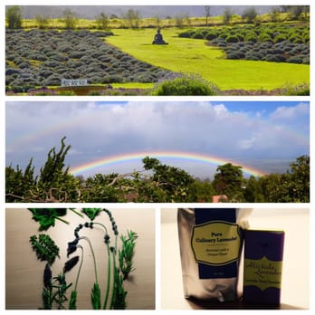 Ali'i Kula Lavender - Mmm..The smell! - Tours Near Me - Kula, Hawaii