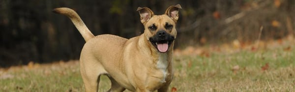 Weber's Pet Supermarket