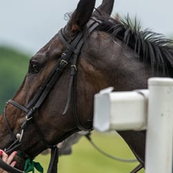 Potomac Hunt Races