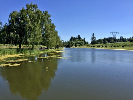 Bethany Vineyard & Winery by null