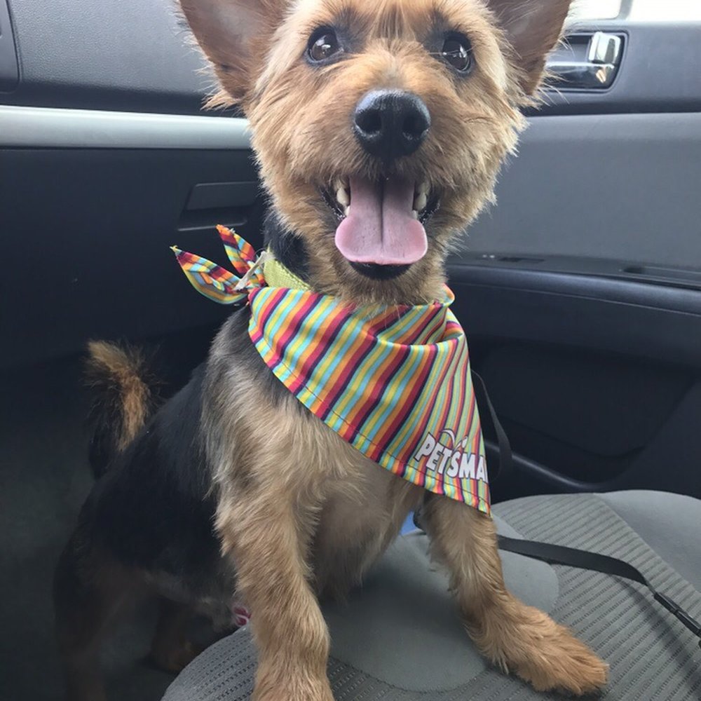 PetSmart - Sooo happy he's all clean and fresh! - Pet Training Near Me - Lafayette, Louisiana PetSmart - Sooo happy he's all clean and fresh! - Pet Training Near Me - Lafayette, Louisiana