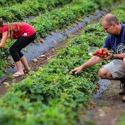 Turners Beach Berry Patch - Pick your own berry patch at Turners Beach Berry Patch