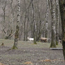 Wildgehege Mesekendahl - Meseken-Deers