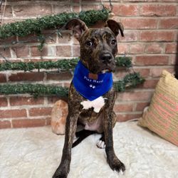 LA Pet Home