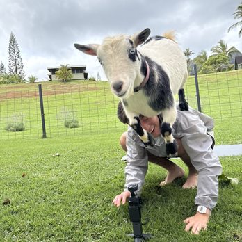 808 Goat Yoga - Yoga Near Me - Kilauea, Hawaii